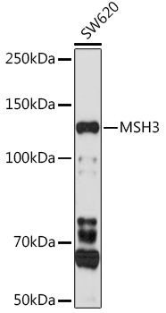 Anti-MSH3 Antibody (CAB5681)