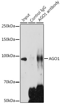 Anti-AGO1 Antibody (CAB6022)