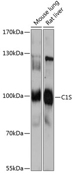 Anti-C1S Antibody (CAB13282)