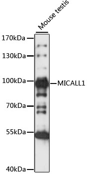 Anti-MICALL1 Antibody (CAB15541)