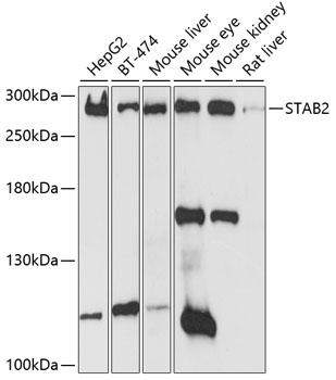 Anti-STAB2 Antibody (CAB10074)