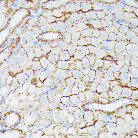 Anti-IFITM1 Antibody (CAB4228)