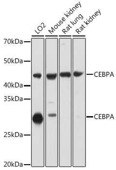 Anti-CEBPA Antibody (CAB0904)