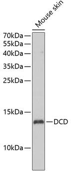 Anti-DCD Antibody (CAB7280)