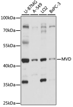 Anti-MVD Antibody (CAB15240)