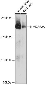 Anti-NMDAR2A Antibody (CAB19089)