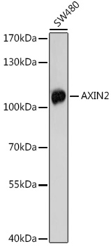 Anti-AXIN2 Antibody (CAB17022)