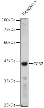 Anti-CCR2 Antibody (CAB2855)