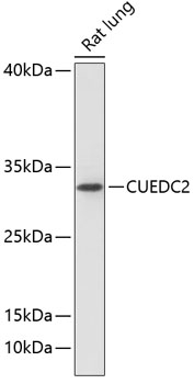 Anti-CUEDC2 Antibody (CAB13914)