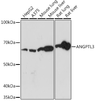 Anti-ANGPTL3 Antibody (CAB5225)