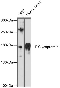 Anti-P Glycoprotein Antibody (CAB11758)