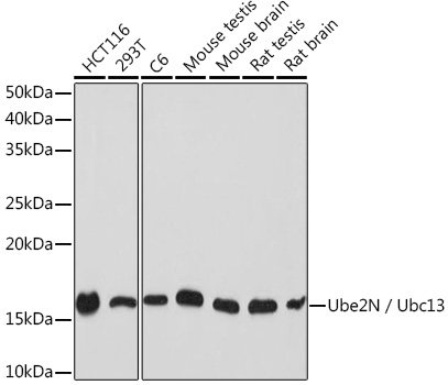 Anti-Ube2N / Ubc13 Antibody (CAB9257)