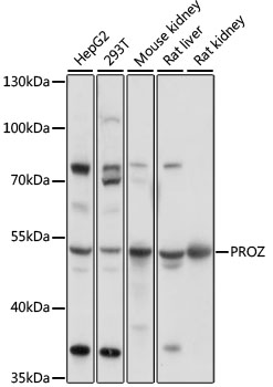 Anti-PROZ Antibody (CAB16082)