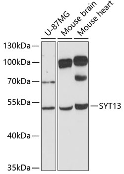 Anti-SYT13 Antibody (CAB12852)