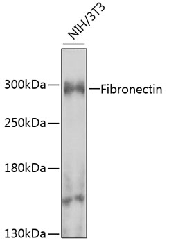 Anti-Fibronectin Antibody (CAB7488)