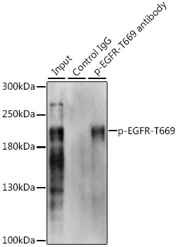 Anti-Phospho-EGFR-T669 Antibody (CABP0025)