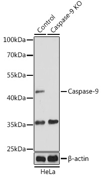 Anti-Caspase-9 Antibody [KO Validated] (CAB0281)