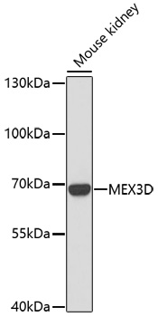 Anti-MEX3D Antibody (CAB17283)