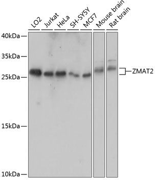 Anti-ZMAT2 Antibody (CAB14354)