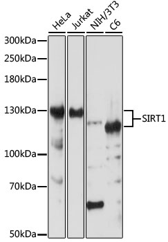 Anti-SIRT1 Antibody [KO Validated] (CAB17307)
