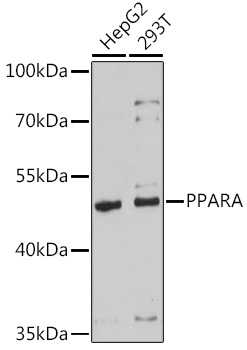 Anti-PPARA Antibody (CAB18252)