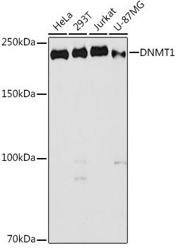 Western blot analysis of extracts of various cell lines, using DNMT1 antibody at 1:1000 dilution. Secondary antibody: HRP Goat Anti-Rabbit IgG (H+L) at 1:10000 dilution. Lysates/proteins: 25ug per lane. Blocking buffer: 3% nonfat dry milk in TBST. Detection: ECL Basic Kit. Exposure time: 90s.