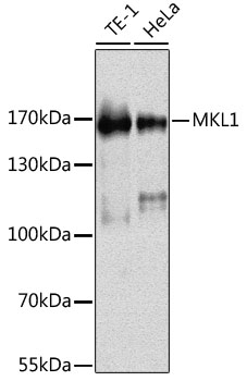 Anti-MKL1 Antibody (CAB12598)