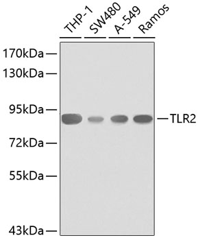 Anti-TLR2 Antibody (CAB0367)