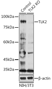 Anti-TLK2 Antibody [KO Validated] (CAB6770)