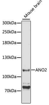 Anti-ANO2 Antibody (CAB3684)