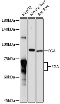 Anti-FGA Antibody (CAB1453)