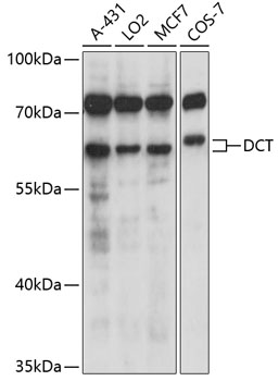 Anti-DCT Antibody (CAB6287)