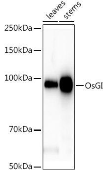 Western blot analysis of extracts of various tissues from the japonica rice (Oryza sativa L. ) variety Zhonghua 11, using OsGI antibody at 1:1000 dilution. Secondary antibody: HRP Goat Anti-Rabbit IgG (H+L) at 1:10000 dilution. Lysates/proteins: 25ug per lane. Blocking buffer: 3% nonfat dry milk in TBST. Detection: ECL Basic Kit. Exposure time: 60s.