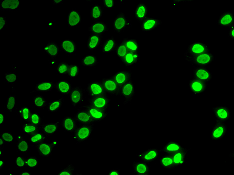 Anti-SEPT7 Antibody (CAB3781)