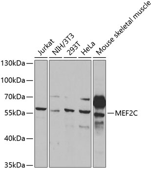 Anti-MEF2C Antibody (CAB2585)