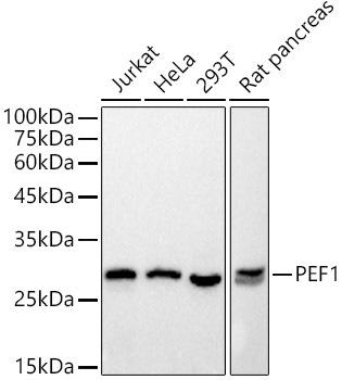 Western blot analysis of extracts of various cell lines, using PEF1 antibody at 1:500 dilution. Secondary antibody: HRP Goat Anti-Rabbit IgG (H+L) at 1:10000 dilution. Lysates/proteins: 25ug per lane. Blocking buffer: 3% nonfat dry milk in TBST. Detection: ECL Basic Kit. Exposure time: 1s.