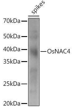 Western blot analysis of extracts of various tissues from the japonica rice (Oryza sativa L. ) variety Zhonghua 11, using OsNAC4 antibody at 1:1000 dilution. Secondary antibody: HRP Goat Anti-Rabbit IgG (H+L) at 1:10000 dilution. Lysates/proteins: 25ug per lane. Blocking buffer: 3% nonfat dry milk in TBST. Detection: ECL Enhanced Kit. Exposure time: 30s.