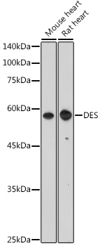 Anti-DES Antibody (CAB0699)