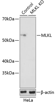 Anti-MLKL Antibody [KO Validated] (CAB19685)