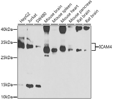 Anti-ICAM4 Antibody (CAB7438)