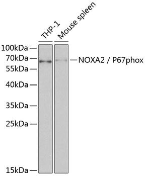 Anti-NOXA2 / P67phox Antibody (CAB1178)