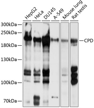 Anti-CPD Antibody (CAB10208)