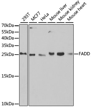 Anti-FADD Antibody (CAB5819)