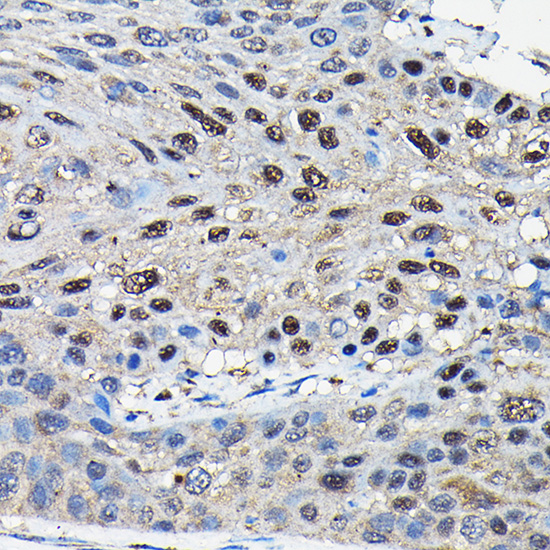 Anti-SUFU Antibody (CAB13429)