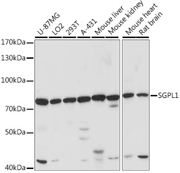 Anti-SGPL1 Antibody (CAB15745)