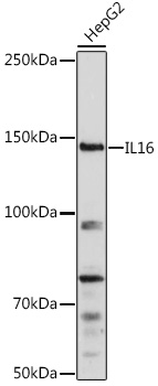 Anti-IL-16 Antibody (CAB1764)