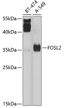 Anti-FOSL2 Antibody (CAB2729)