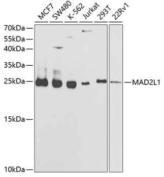 Anti-MAD2L1 Antibody (CAB1699)