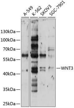 Anti-WNT3 Polyclonal Antibody (CAB9328)