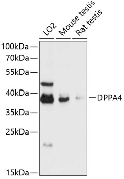 Anti-DPPA4 Antibody (CAB13724)